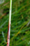 Jointed flatsedge